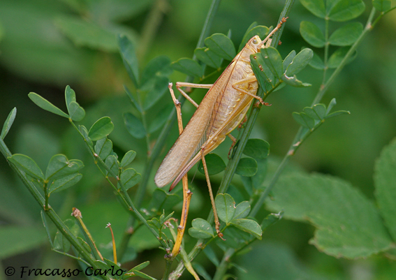 Locusta?