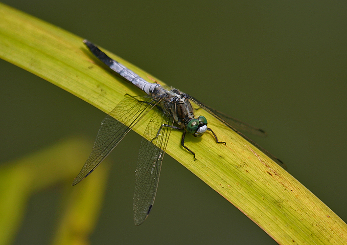 Orthetrum albistylum ?