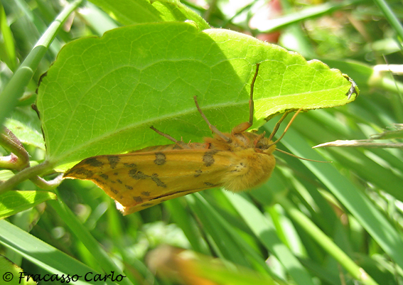 Identificare Farfalla - Rhyparia purpurata