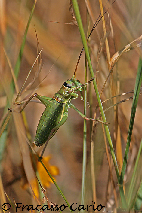 Identificazione Cavalletta