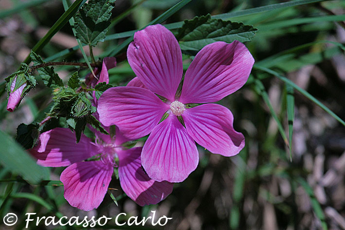 Malope malacoides / Malobe