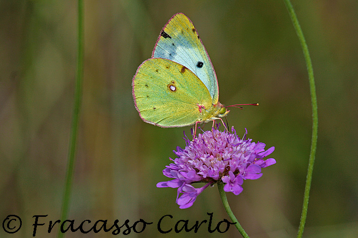 Colias crocea???