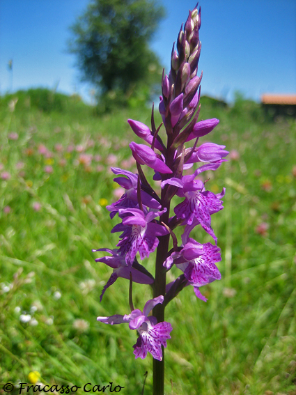 Identificare Orchidee