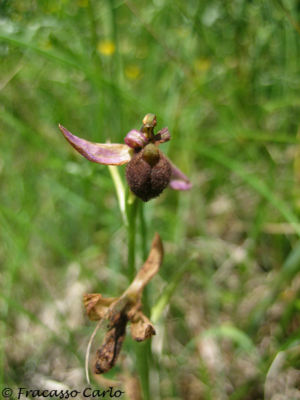 ID Orchidea