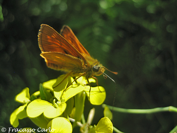 Identificare Hesperide