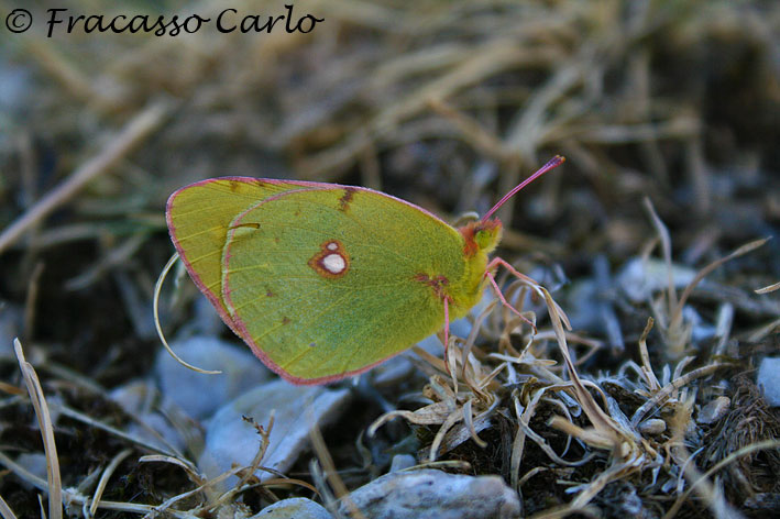 Colias crocea????