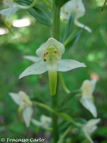 Platanthera chlorantha