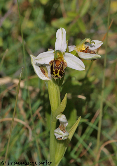 Identificare Orchidee