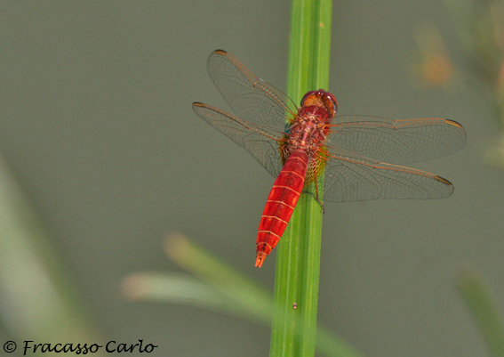 Crocothemis eritrea?