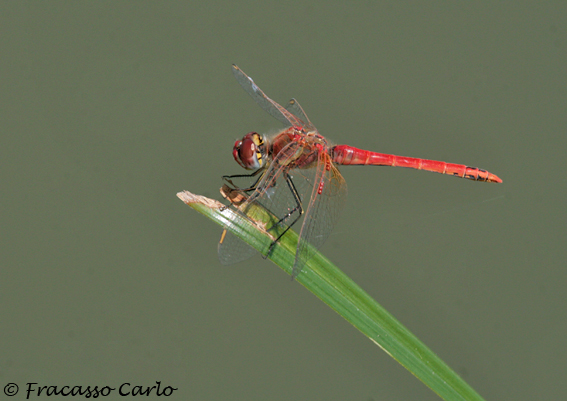 Crocothemis eritrea?