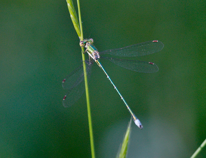 Lestes virens ?????