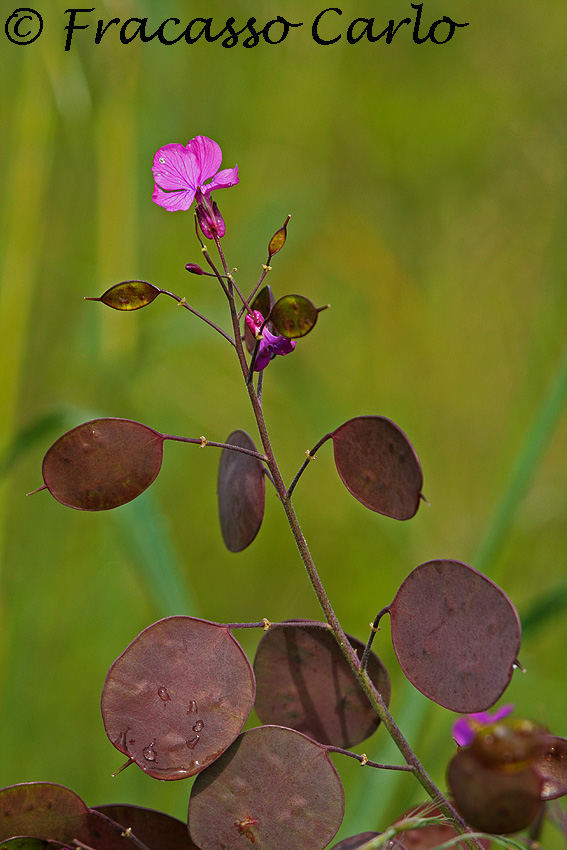 Lunaria annua