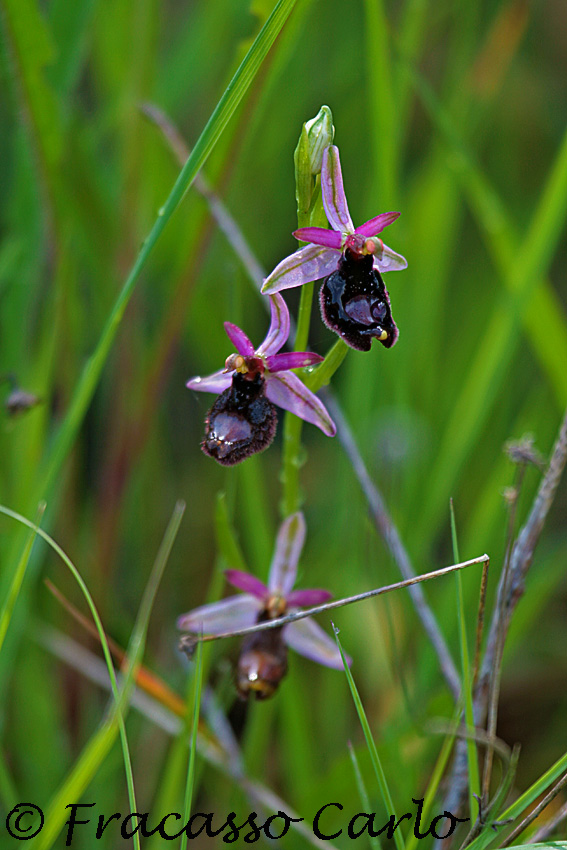 Orchidea??  (Ophrys bertolonii ssp. bertolonii)