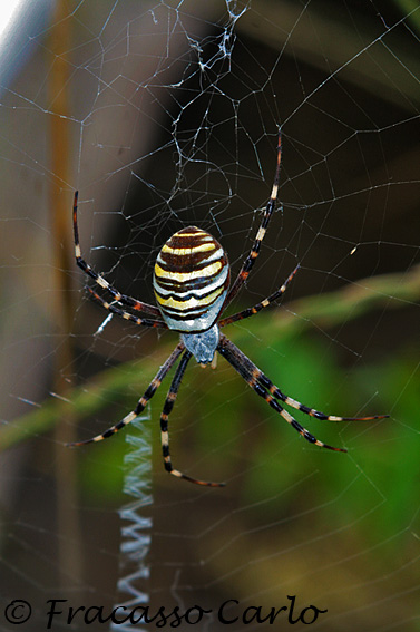 Argiope bruennichi