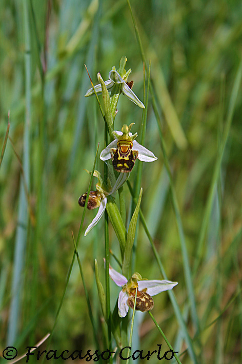 Orchidea 2 ??  (Ophrys apifera)