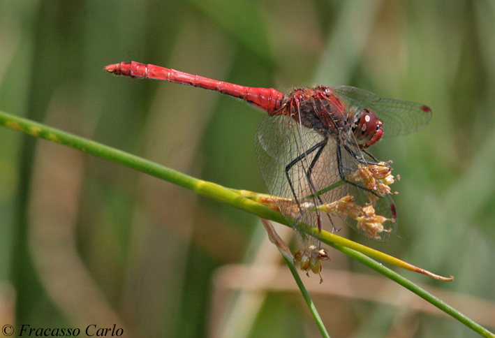 Sympetrum....?