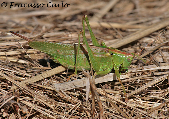 Tettigonia sp.