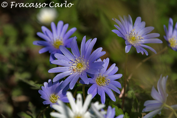 Anemone apennina