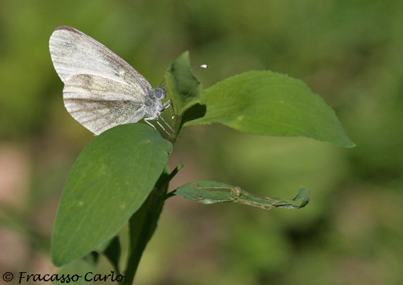 Leptidea sinapis