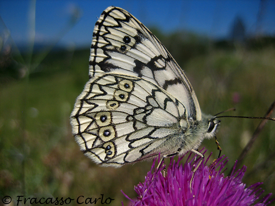 Identificare farfalla