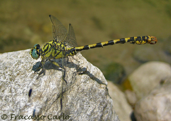 Identificare: maschio Onychogomphus forcipatus unguiculatus