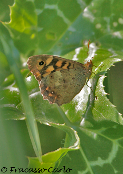 Farfalla da identificare - Pararge aegeria