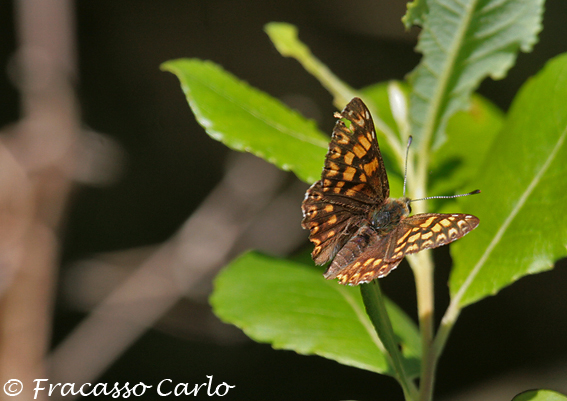 Identificare Farfalla