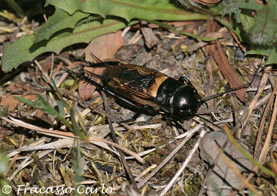 Grillo: Gryllus campestris