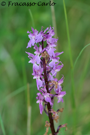 Identificare Orchidea