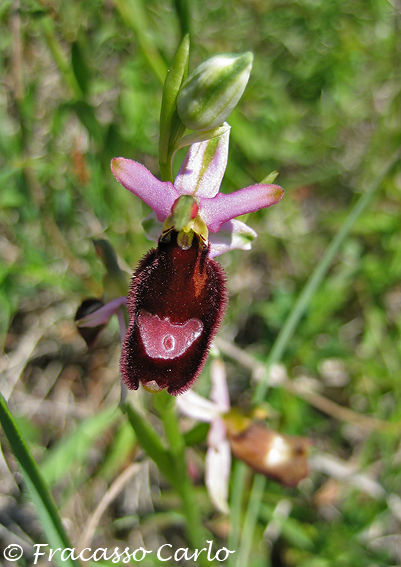 Orchidee Parmensi