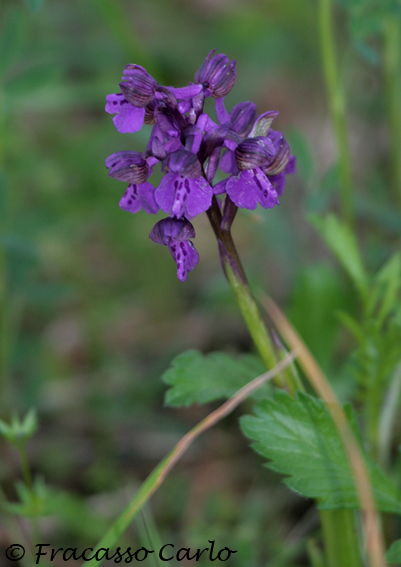 Identificare Orchidea