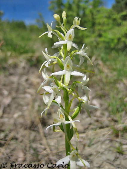 Orchidee Parmensi