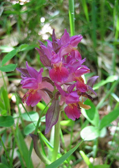 Identificare orchidee