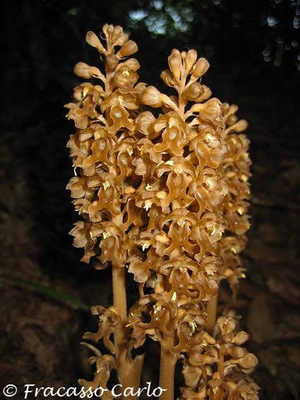 Orchidea da identificare