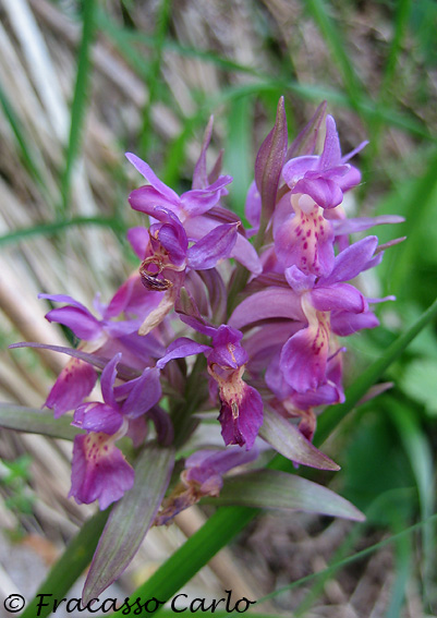 Identificare orchidee