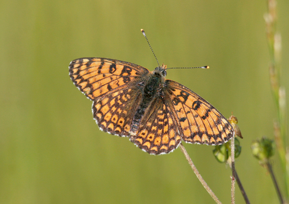 Farfalla da identificare