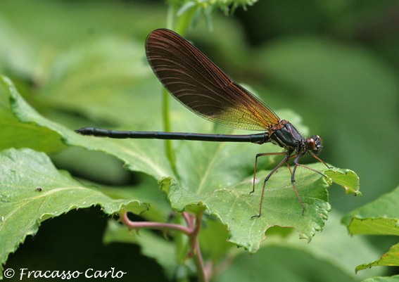 Calopteryx splendens?