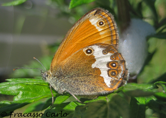 Identificare Farfalla