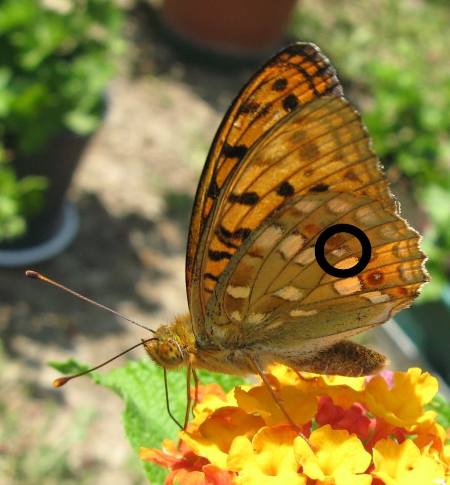 Argynnis (Fabriciana) adippe? - S