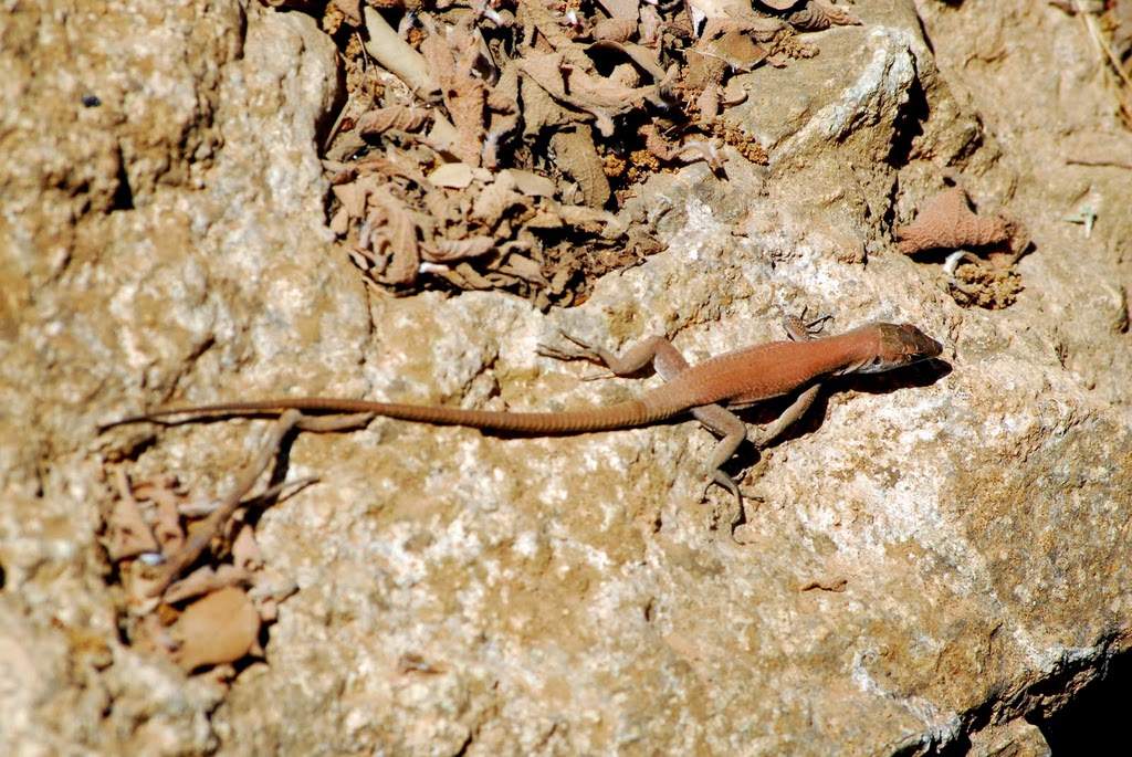 Zirichiltaggia (lucertolaio)