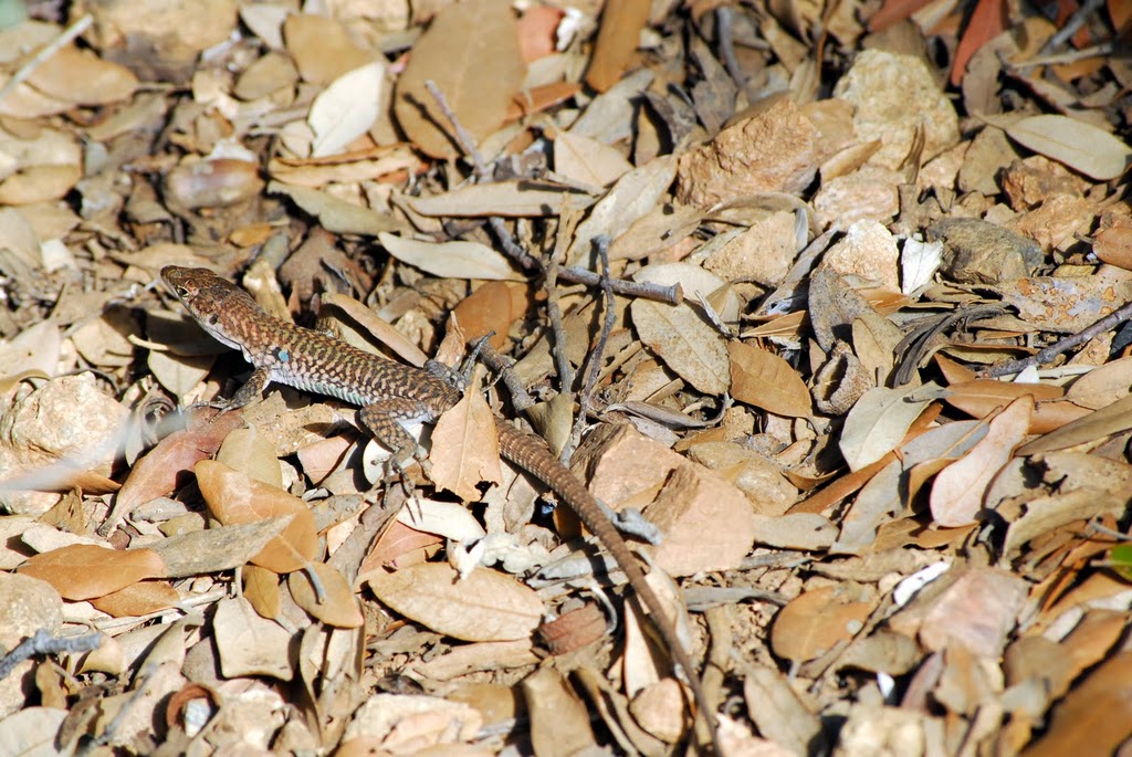 Zirichiltaggia (lucertolaio)