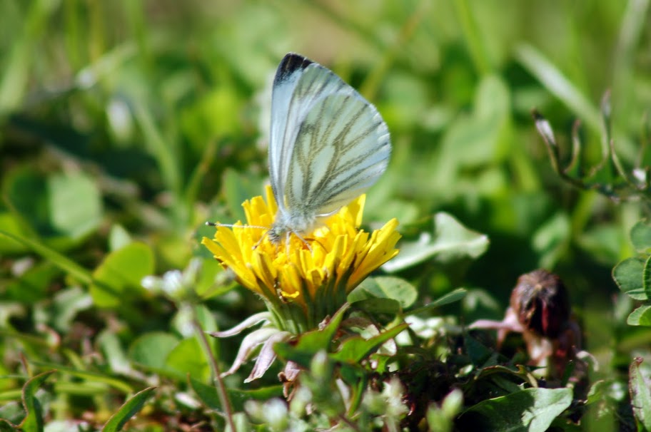 pieris napi?