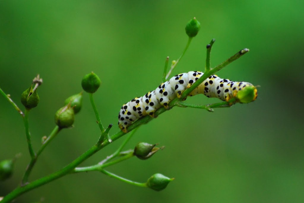 Cucullia verbasci?