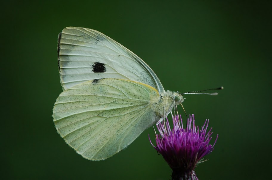 pieris napi?