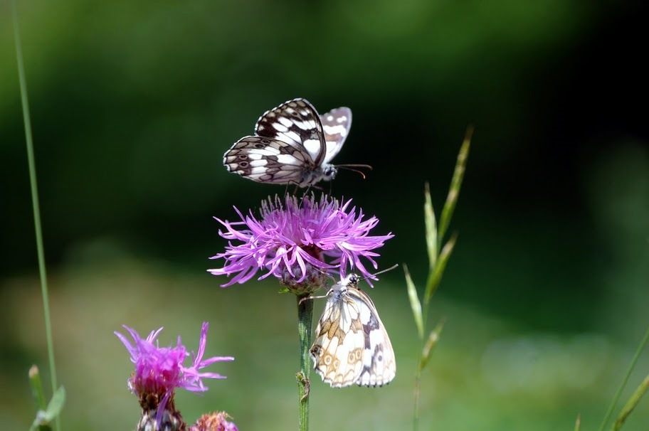 maschio di Melanargia galathea?