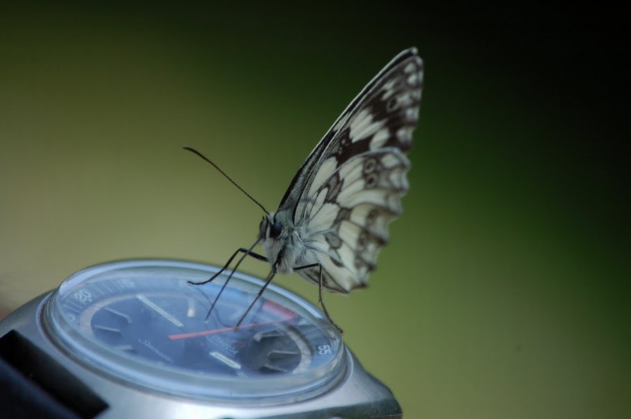 vanessa atalanta