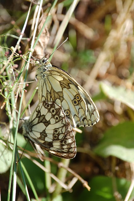 Melanargia galathea???