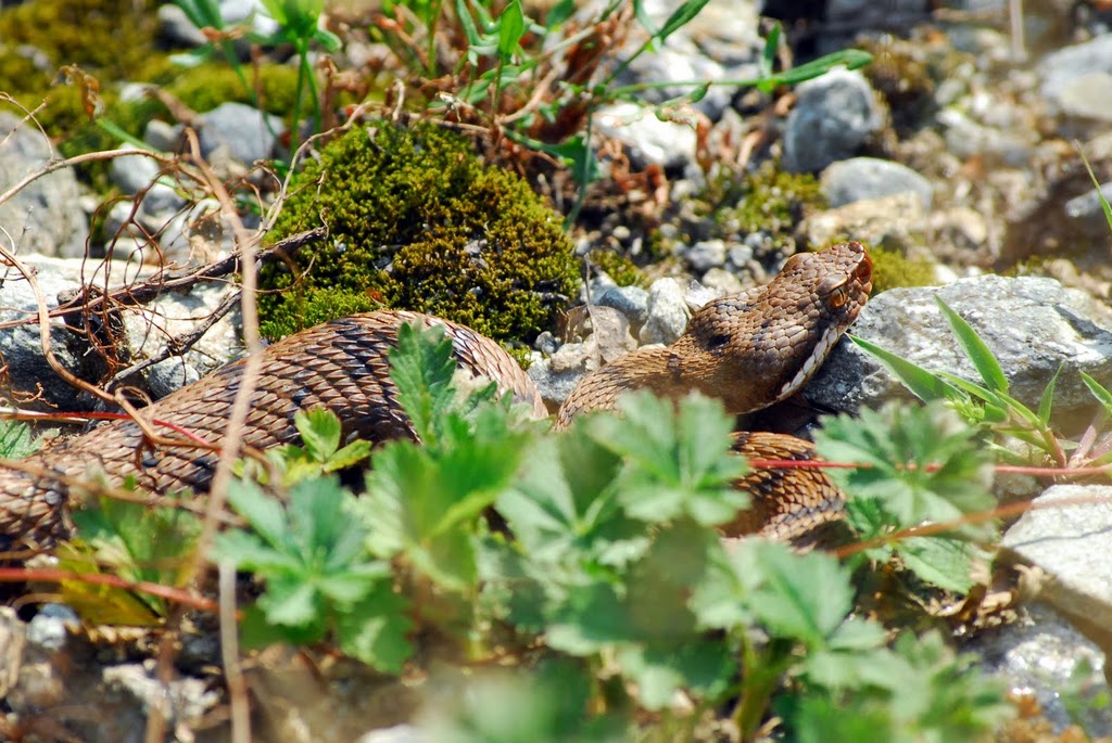 Finalmente...   (Vipera aspis francisciredi)