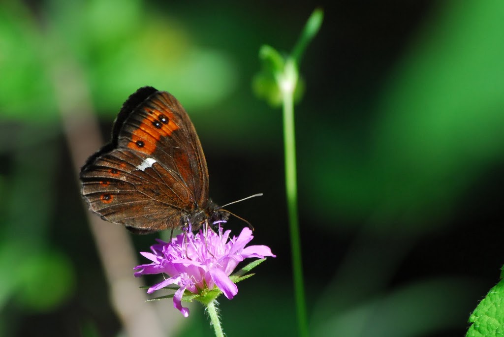 Erebia. Una o due?