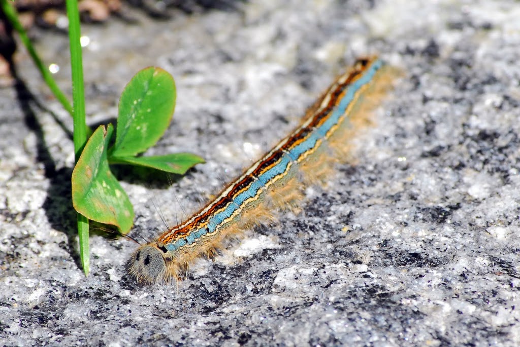 Malacosoma neustria?